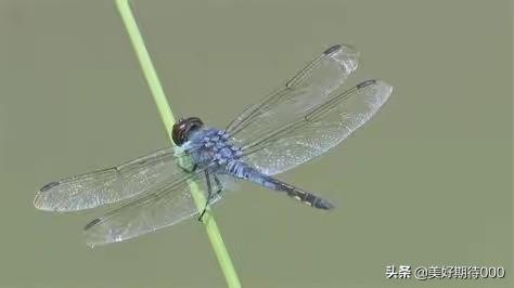 蛇蜻蜓的成语有哪些:疯狂看图猜成语蜻蜓和H2O答案是什么成语？