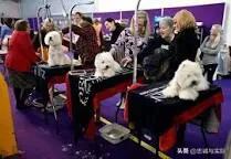 名犬杂志品牌及商品:能否把你见识过的名犬发出来吗？