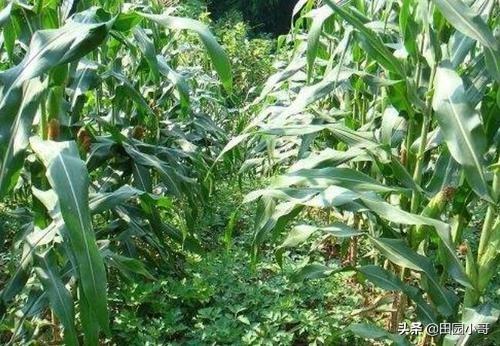头条问答 春玉米长多高套种豆角 23个回答