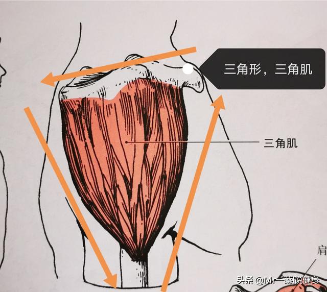 腋斑普提鱼之隆头鱼科:腋斑普提鱼分布区域 肩膀后面的部分好难练，怎么练都练不大，怎么办？