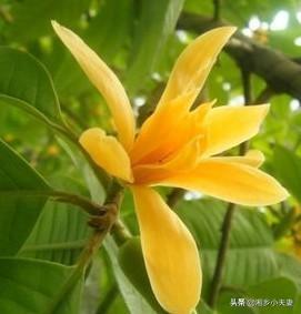 黄兰:黄兰淮 七月份了，怎样可以让黄兰开花？