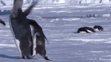 为什么企鹅被称为自然界最腹黑的动物？插图22