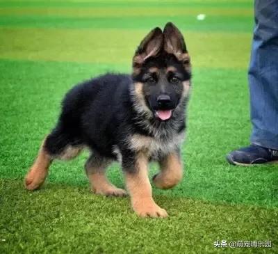 德牧是最好的护卫犬:德牧是智商超高最勇敢护卫犬 西德牧羊犬和东德牧羊犬哪个更忠诚一些？排犬类第几？