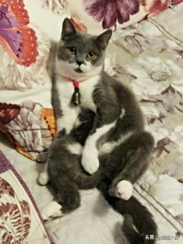荒野盛宴:猫咪除了猫粮，连鱼和其他肉食、蛋类都不吃，如何增加营养？