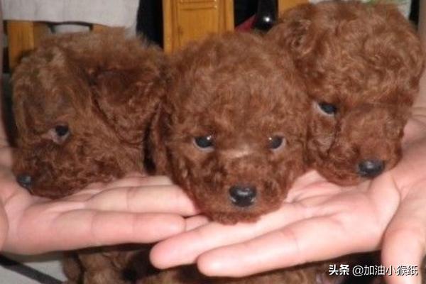 两个月的巴吉度犬图片:2个月泰迪怎么养？新手养泰迪要注意什么？