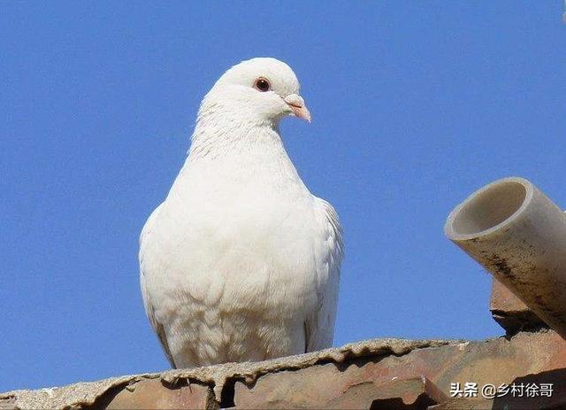 大麦町犬有病怎么冶:肉鸽疾病诊治的误区该怎么纠错？