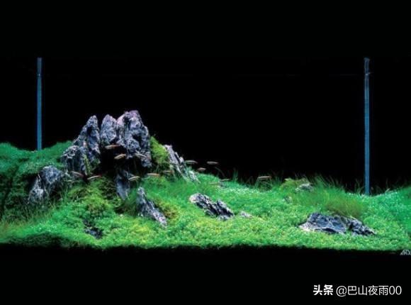 小鱼缸造景:鱼缸造景，种了绿植就加水吗？