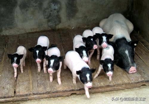 巴马香猪:怀孕巴马香猪吃发酵饲料还要补充营养吗？