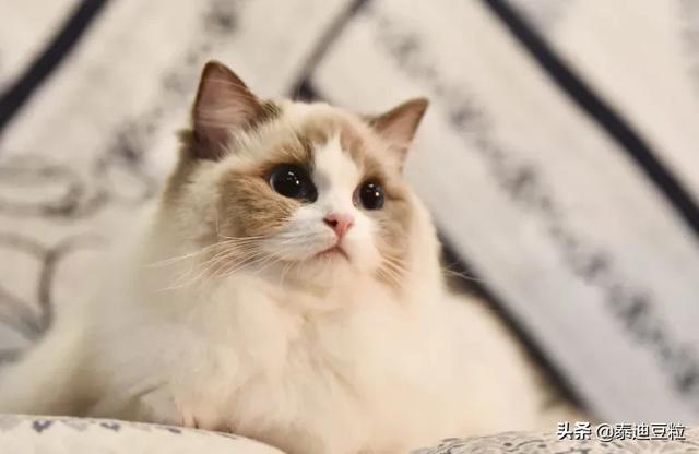 猫的品种及价格:养一只猫最少花费得多少，什么品种比较好？
