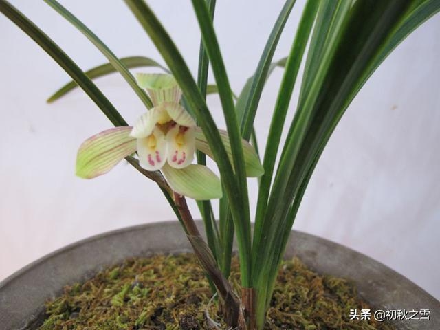 四川达州春兰花:什么时候种植春兰比较合理？