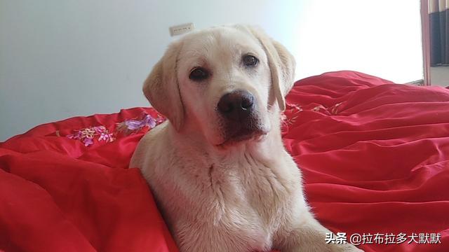 拉布拉多犬图片大全:第一次养狗，拉布拉多犬可以吗？