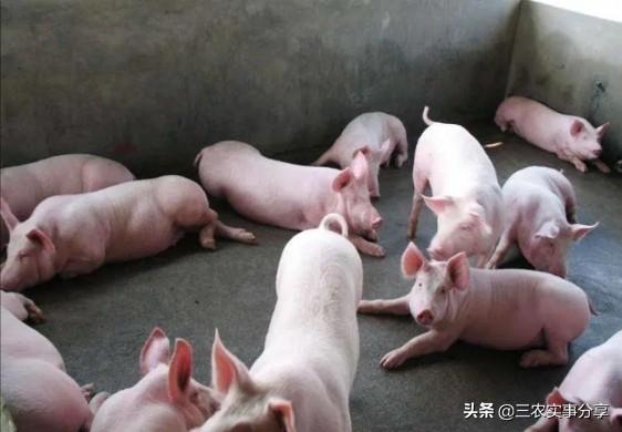 梅西大学兽医专业毕业率:去新西兰梅西大学读硕士回国就业好吗？