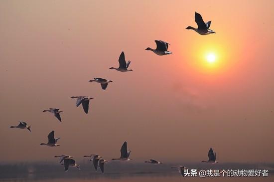 虎皮鹦鹉生殖构造:虎皮鹦鹉是一夫一妻吗？繁殖后可以拆散和别的鸟再交配繁殖吗？