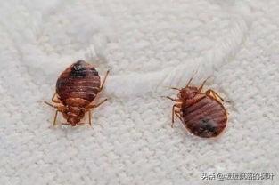 请问这种是什么虫,怎么彻底消灭,最近住的地方很多？