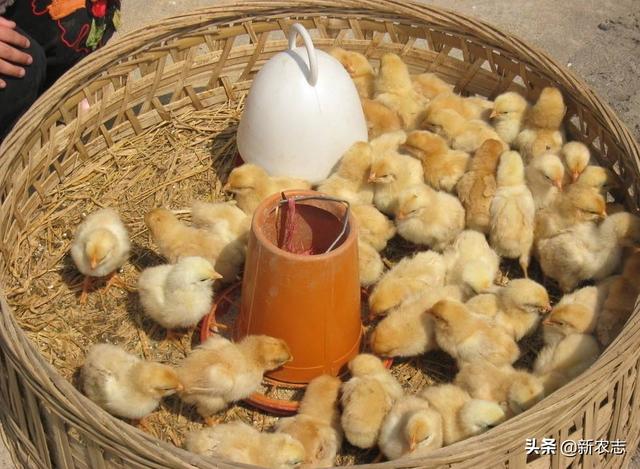 是不是与疫情期间大量坑埋鸡苗有关?(13个回答)