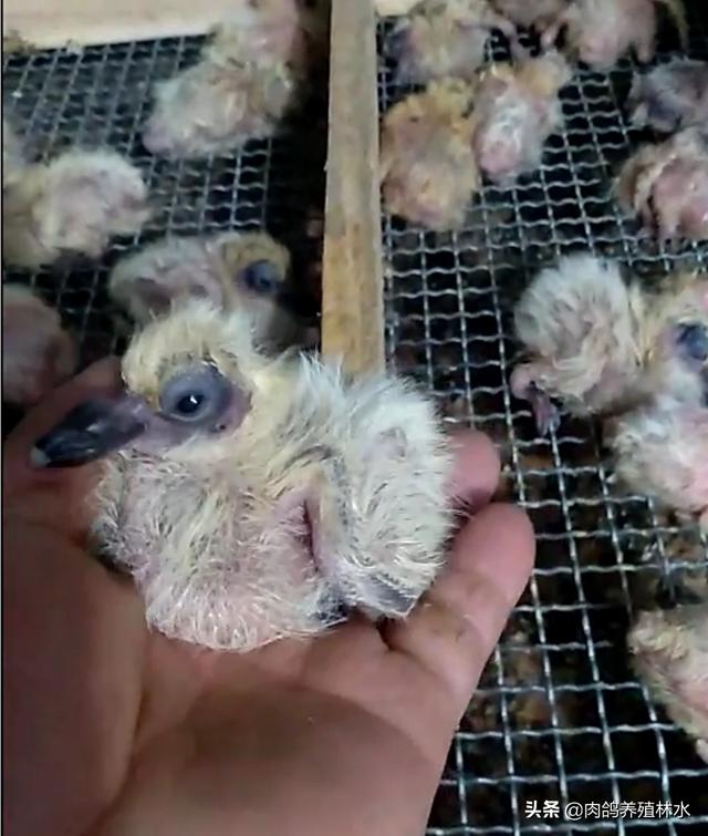 12天小鸽子图片:5一10天小鸽子图片 16天出生的小鸽子能活吗？