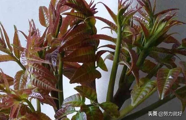 梦见树枝发芽长出新叶,想种一颗香椿树,香椿可以扦插吗?