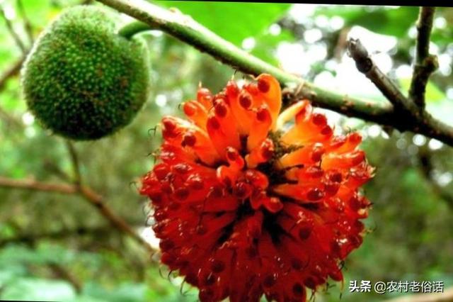 树叶拼的鸟类图片:专家说构树浑身是宝，用途有很多，为啥不少农民却很讨厌构树？