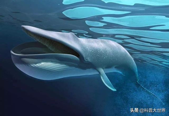 最大植物是雷曼将军树高83.8米,树木底部最大直径11.1米.