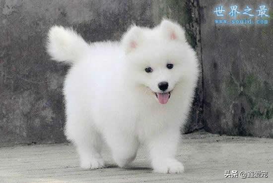 狗身上有条狗身上有跳蚤怎么办:有什么方法让狗狗身上不再有狗虱？要百试百灵的？