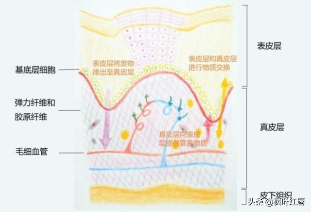 水解胶原纤脸面膜胶(水解胶原精华面膜)