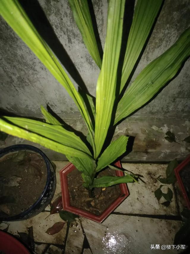 建兰的养殖方法:墨兰建兰浇水频次一样吗？怎么浇比较好？