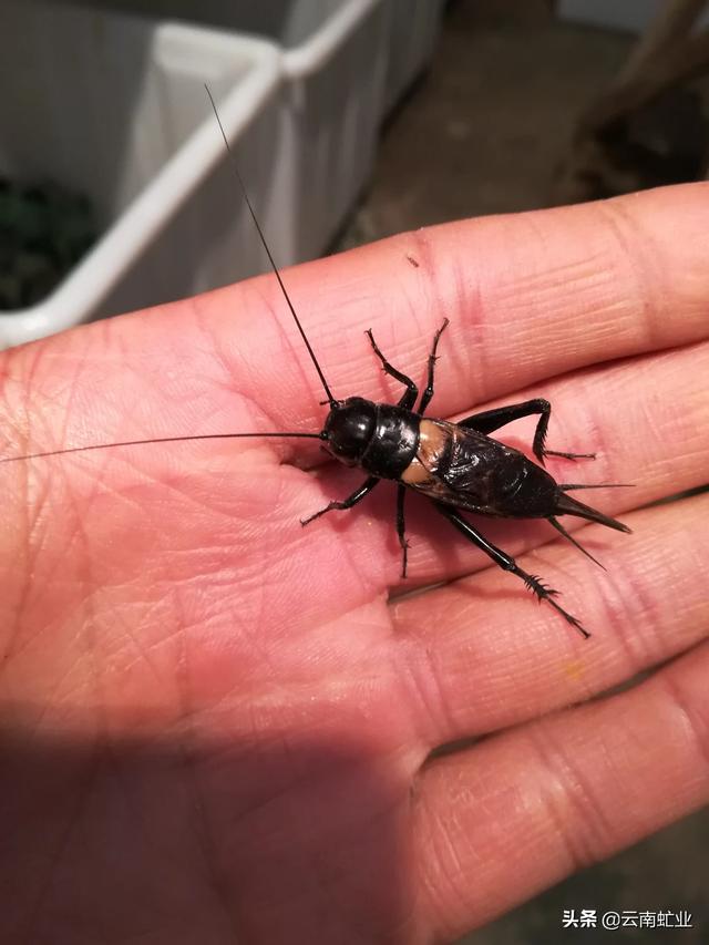 头条问答 - 蛐蛐的好坏怎么看?(2个回答)