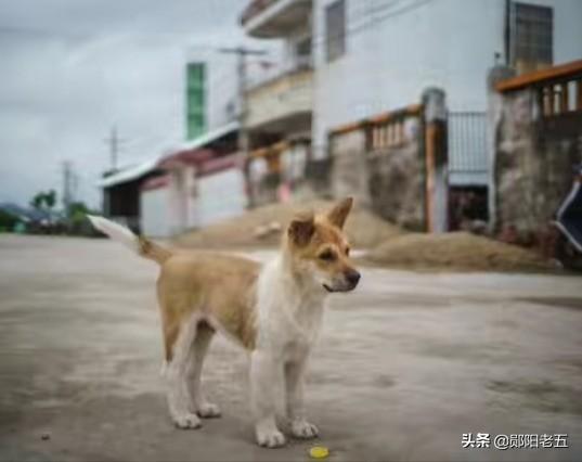 农村说的土狗子是什么:农村老人常说，家养的土狗有三类，你知道是哪三个类型吗？