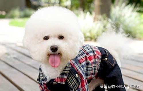 比熊狗粮对泪痕好:比熊爱你会有哪些表现呢？