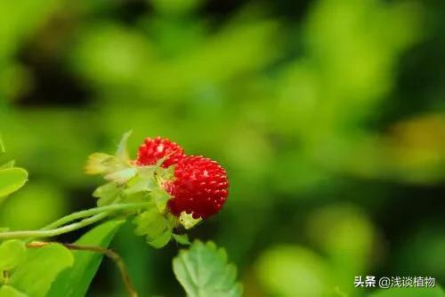 蛇灭门种子多少钱一斤:为什么农村里，七叶一枝花明明不可以防蛇，还有人说可以？