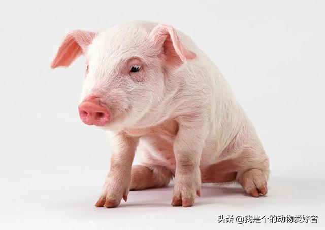 头条问答 自然界那么多动物有哪个和人类的关系深厚 我是个的动物爱好者的回答 0赞