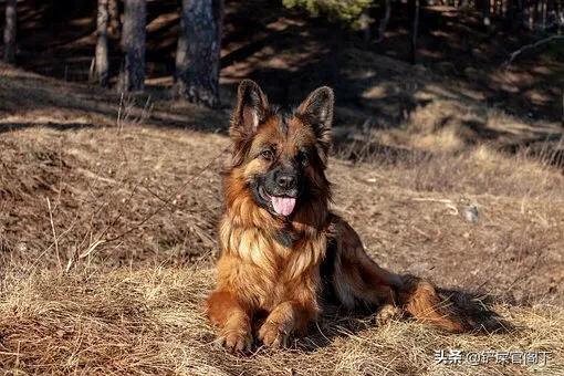 大型狗的种类和图片大全图:什么大型狗又漂亮又厉害？