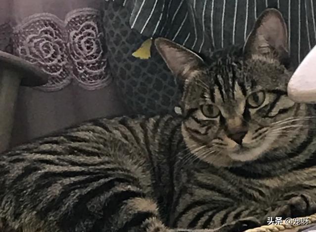 宠物猫品种大全及图片大全:哪些猫咪比较好养并且忠诚呢？ 猫的品种及图片