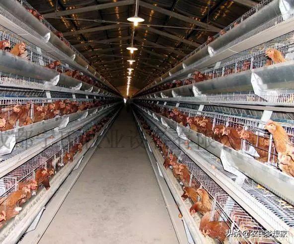 养鸡厂风机自动温度控制器:全自动养猪和养鸡厂需要什么设备？