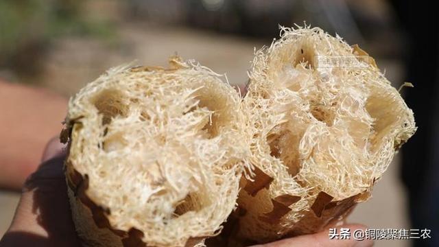 农村常见的丝瓜瓤子,过去农民用来洗碗,如今还有啥妙用你知道吗？
