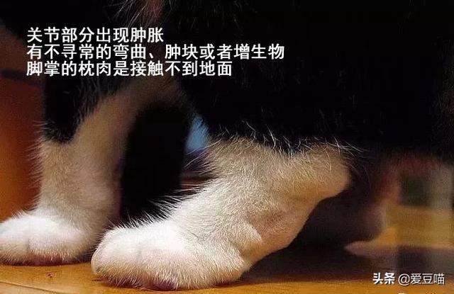 折耳猫踩奶是什么意思:猫咪喜欢蹭来蹭去的是什么原因？