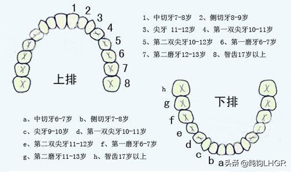 人的一生中共有两副牙齿,乳牙和恒牙正常满口牙多少颗.