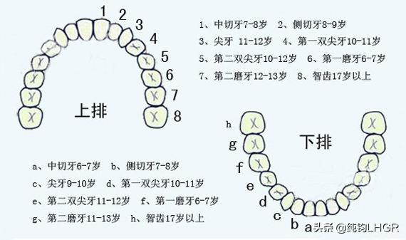 正常大牙有几颗图片图片