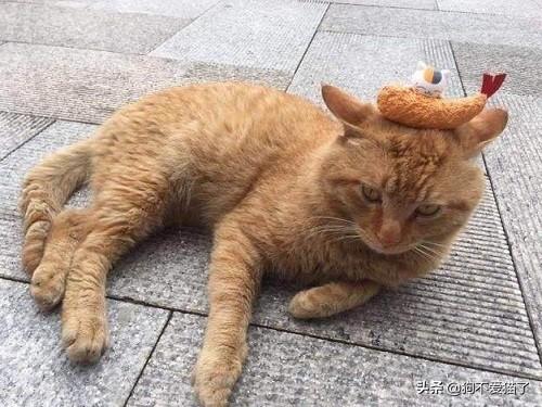 搓手猫怎么了:母猫咪被异性猫咪抓破头，怎么回事？