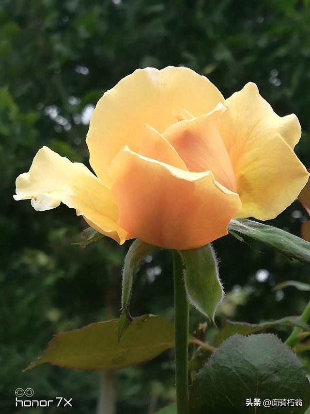 分享一下你家种植的最美花朵？