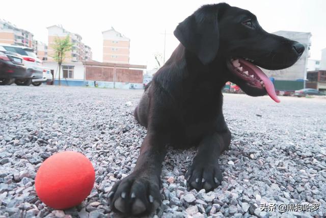 不爱叫适合家养的小型犬:想养一只不喜欢叫的狗狗，有什么可以推荐的吗？