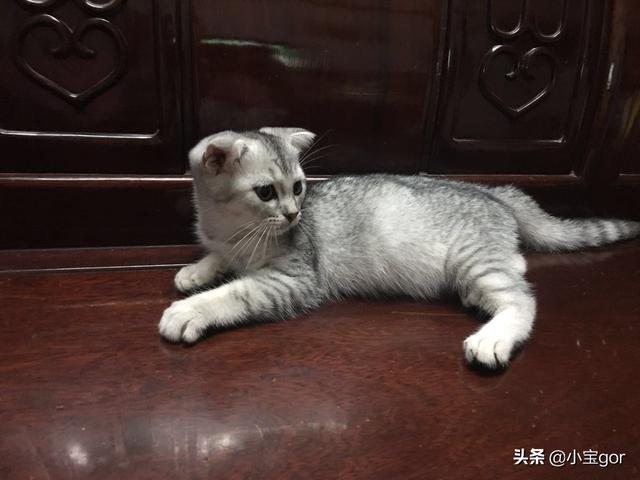 怎么样看折耳猫遗传病:英短蓝猫折耳是不是容易发病呢？