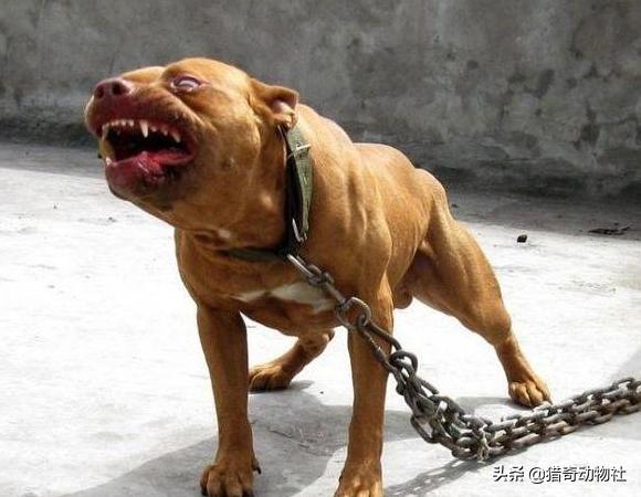 猎犬野狼实战:比特犬打的过非洲野犬吗？