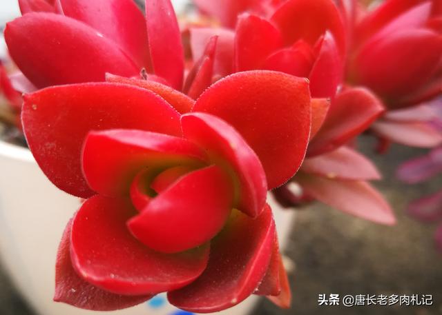 多肉旋叶姬星美人:多肉根系长到什么程度可以度夏？
