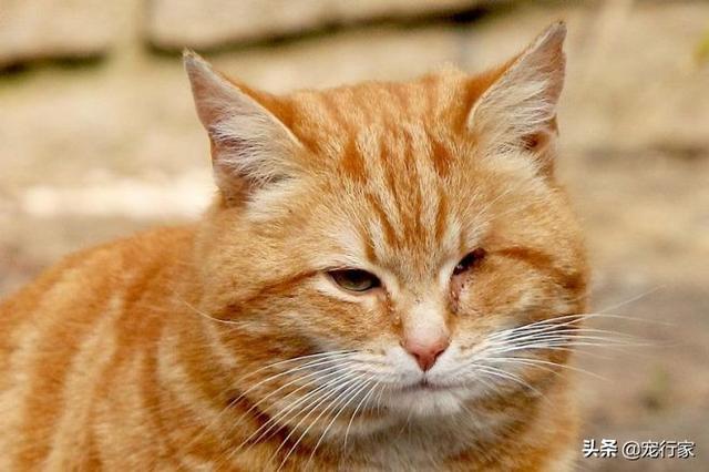 冀师傅天然猫粮怎么样:淘宝上那些很便宜的猫粮靠不靠谱？ 冀师傅猫粮品质怎么样