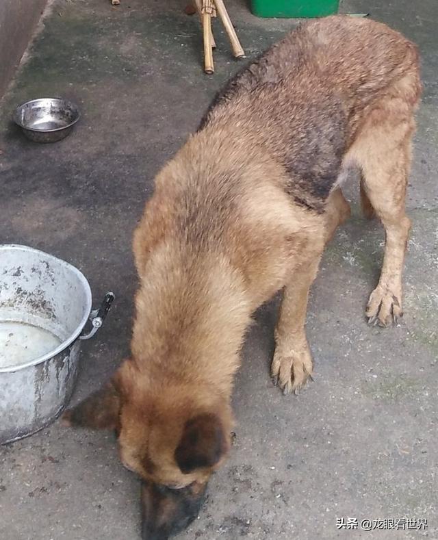 中国田园犬:中华田园犬不能当警犬和军犬，真的是有科学依据的吗？ 中华田园犬图片