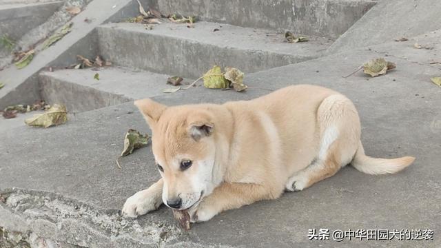 窜金毛寻回犬图片:捡到一只流浪金毛怎么养？