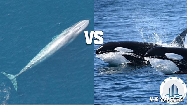 15米长蓝鲸误入繁殖地,被虎鲸分食,体型相差巨大为何被猎杀?