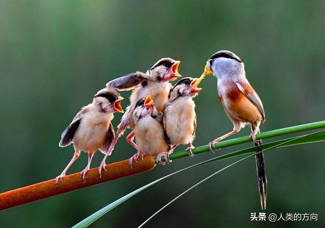 武强发现震旦鸦雀:在北京发现的震旦鸦雀，为什么被称为“鸟中大熊猫”