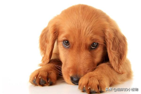 巴哥狗狗分娩视频:狗狗临产前的表现和准备？